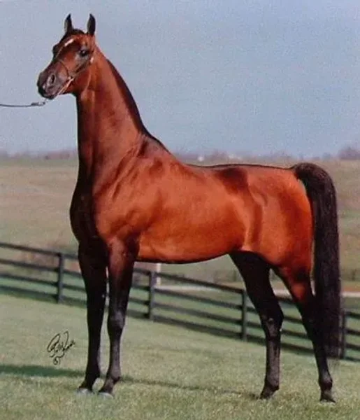 GARNIZON