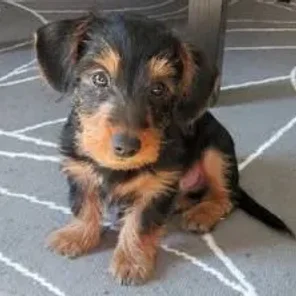 Dach-Griffon (Designer Dog)