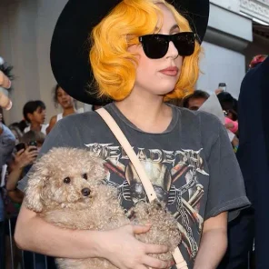 Lady Gaga's Dog Asia - 'BATPIG'