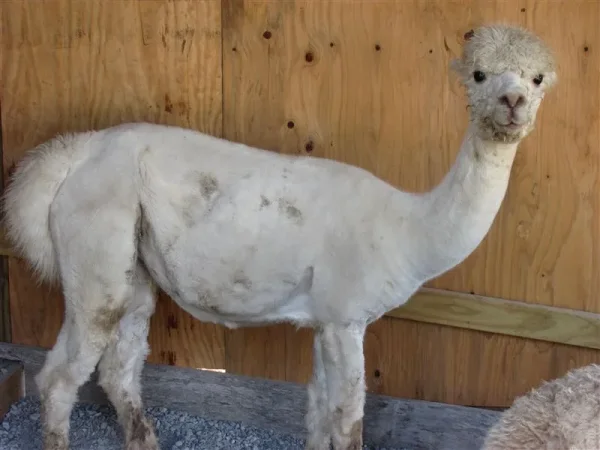SPA Alpacas Escada