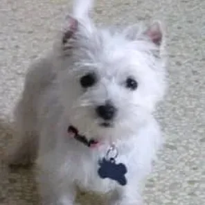 Westie-Laso (Designer Dog)