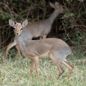 9 Fun Facts About the Dik-Dik