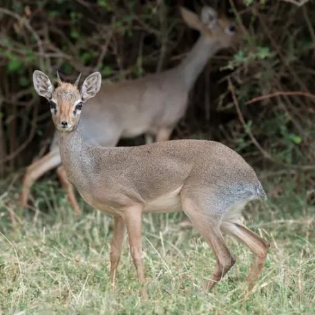 Dik-Dik - a most unusual little deer that's actually an antelope