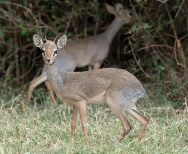 Dik-Dik - a most unusual little deer that's actually an antelope