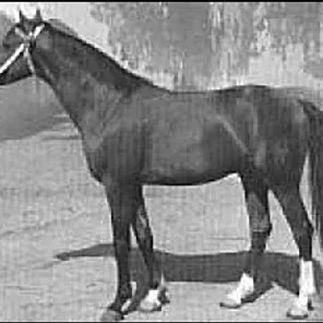 MALVITO