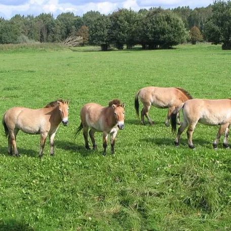 Przewalski's horse (pronounced /'vælski/ sh-VAL-skee or /z'vlski/ z-VAHL-skee; Khalkha Mongolian: , takhi; Ak Kaba Tuvan: [da//da] dagy; Polish: [p'valski]; Equus ferus przewalskii)