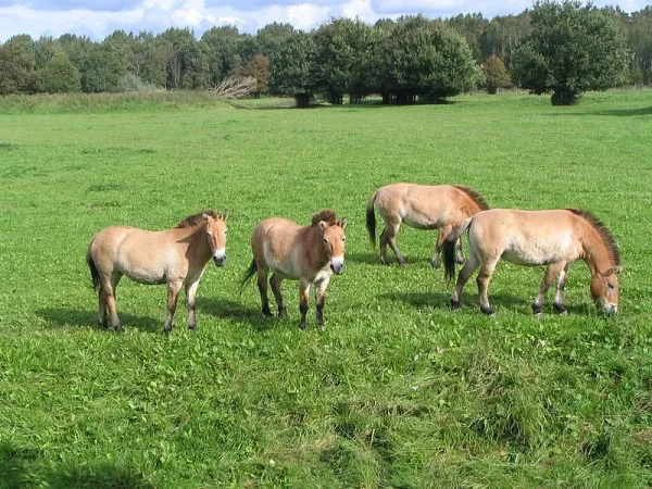 Przewalski's horse (pronounced /'vælski/ sh-VAL-skee or /z'vlski/ z-VAHL-skee; Khalkha Mongolian: , takhi; Ak Kaba Tuvan: [da//da] dagy; Polish: [p'valski]; Equus ferus przewalskii)