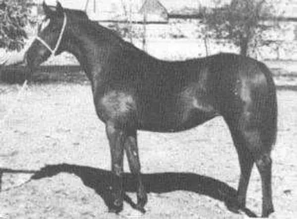 Colima
