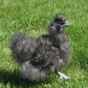 non-Bearded Blue Silkie Bantam