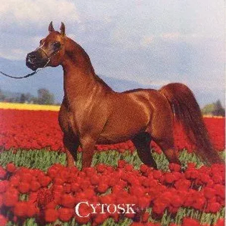 CYTOSK