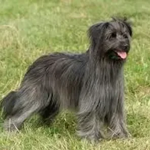 Pyrenean Shepherd