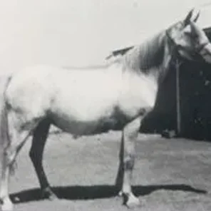Raseyna