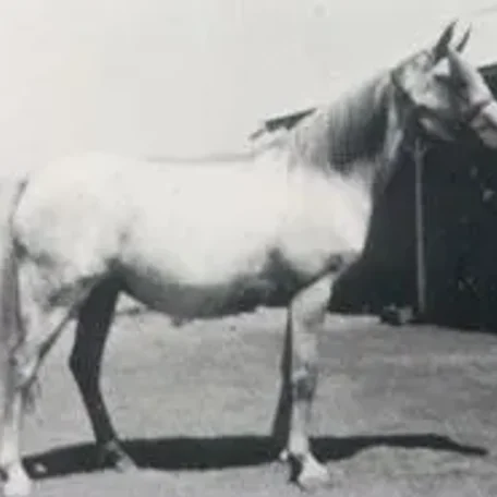 Raseyna
