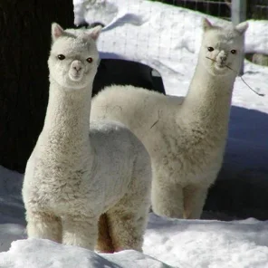 Animals in Winter We Domesticate