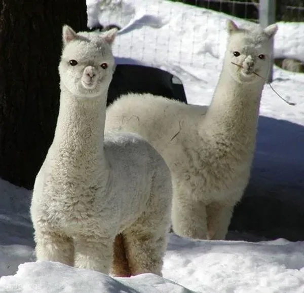 Animals in Winter - the contrast creates some of the most beautiful pallets