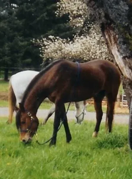 Hallanys Starlet