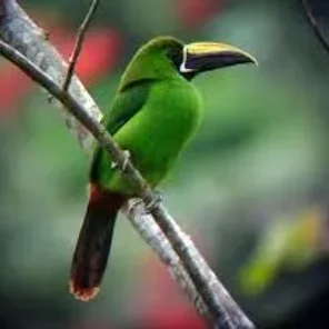 Emerald Toucanet