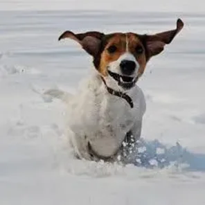 Estonian Hound