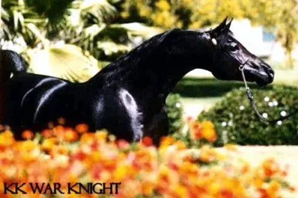 KK WAR KNIGHT