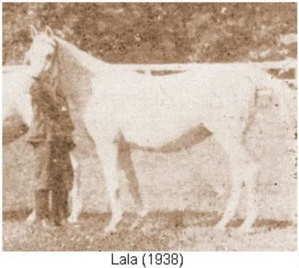 Lala