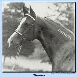 *DRUCHNA