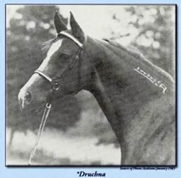 *DRUCHNA