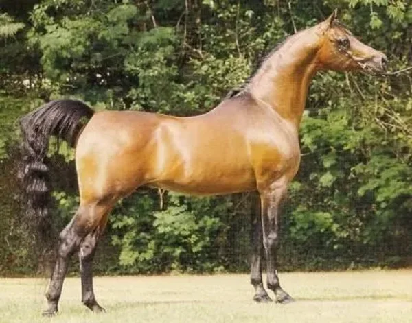 ALADDINN ECHO