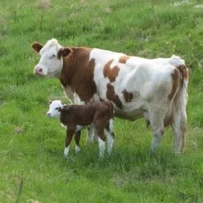 French Simmental