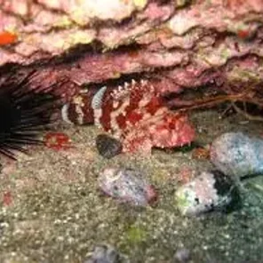 Scorpionfish