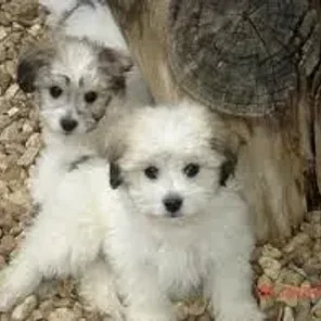 Papichon / Papillon Frise  (Designer Dog)