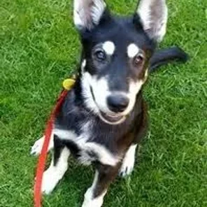 Alusky (Designer Dog)