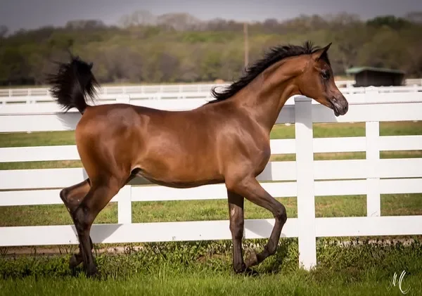 Luxemere Latour as a yearling. Photo by Megan Moore.