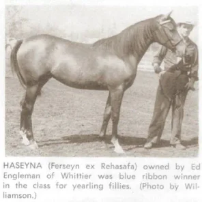 HASEYNA