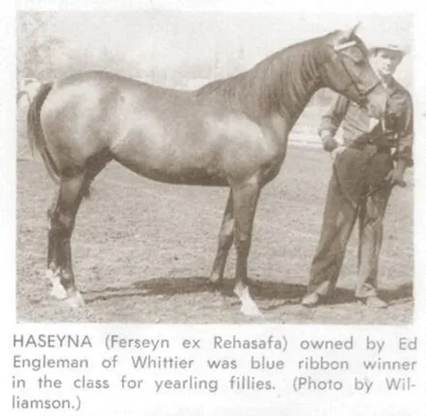 HASEYNA