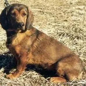 Alpine Dachsbracke