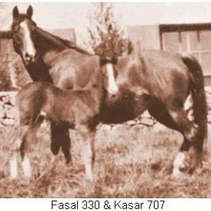 Kasar