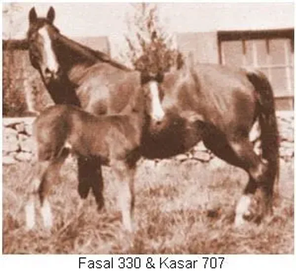 Kasar