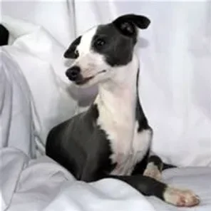 The Italian Greyhound