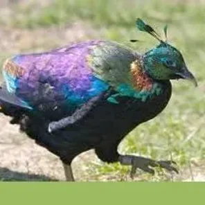 Hainan Peacock-Pheasant