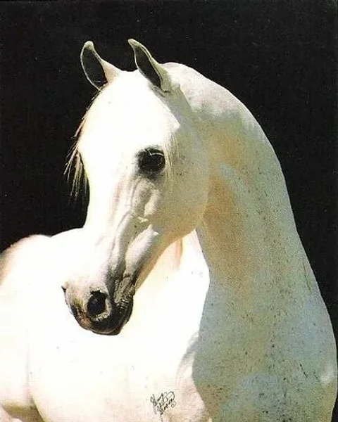 KARADJORDJE