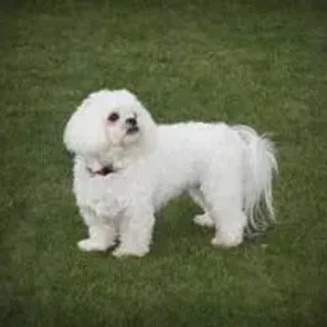 Peke-A-Tese (Designer Dog)