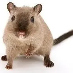 Siamese