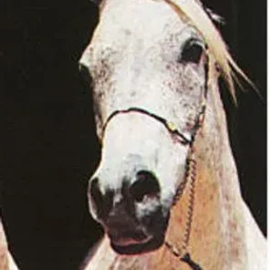 Ansata Jamila
