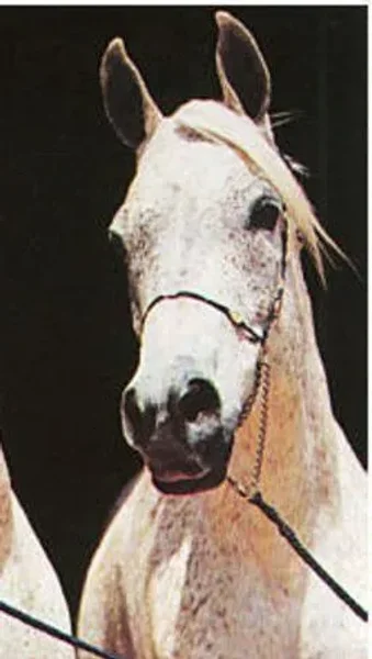 Ansata Jamila