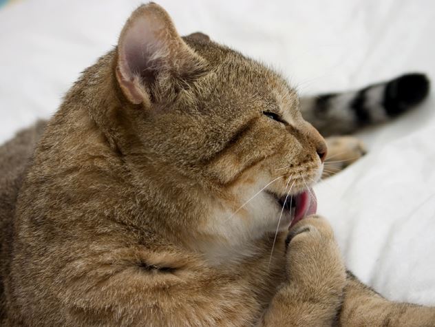 Cats and Compulsive Scratching, Licking, and Chewing