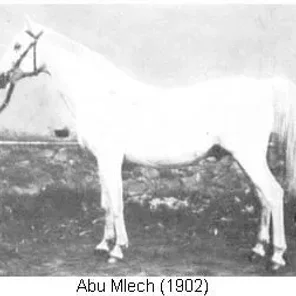 ABU MLECH