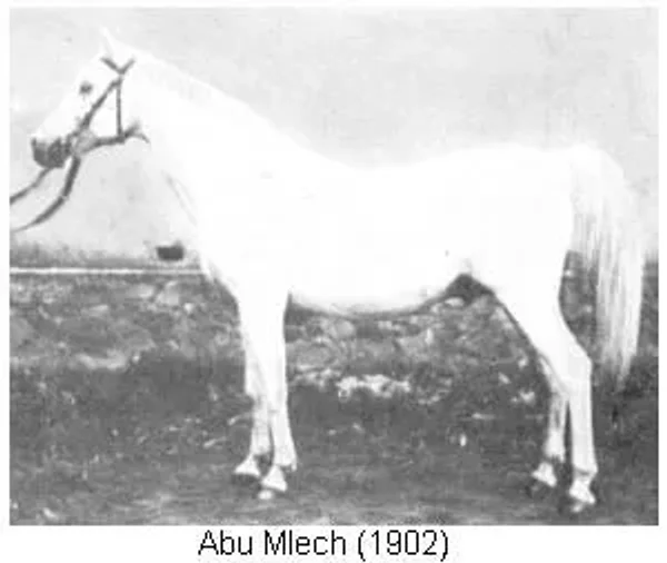 ABU MLECH