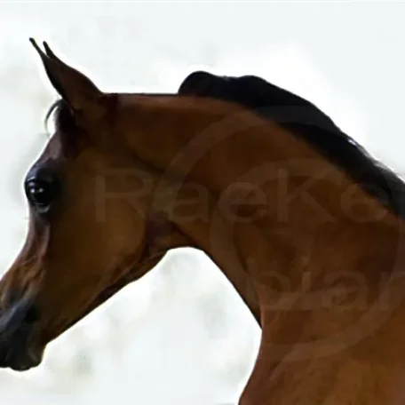 Pogroms Fantasia RKA Foaled: 4/6/2013, Sire: *Pogrom [QR Marc (Marwan Al Shaqab)] Dam: Fantasy M [Thee Masterpiece[Padrons Psyche x Menescada] x WB First Edition [Ponomarev x ET Euphoriaa]