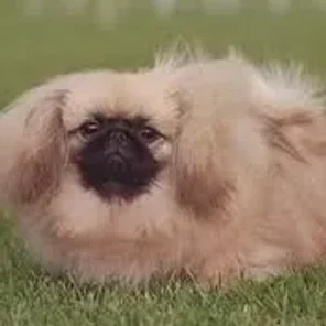 Pekingese