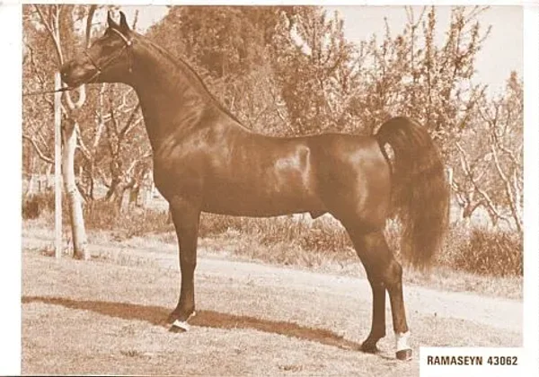 RAMASEYN
